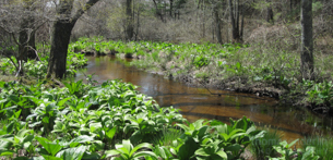 Discovering our Headwaters – A New England Tale