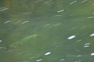 TEPhoto-Landings-Cloudforest Trout-2