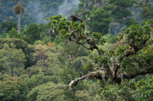 TEPhoto-Landings-Cloudforest Trout-3