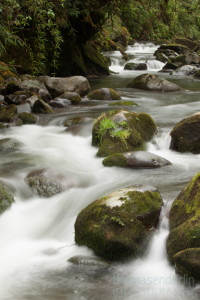 TEPhoto-Landings-Cloudforest Trout-4