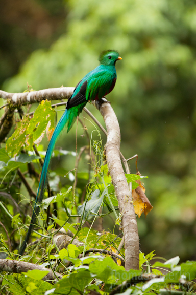 TEPhoto-Landings-Cloudforest Trout-7