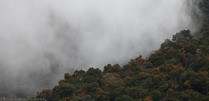 Cloud Forest Trout