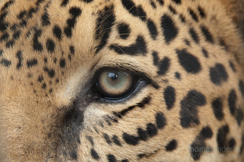 TEPhoto-Nature Landings-Jan 2013-Jaguars in Costa Rica-1