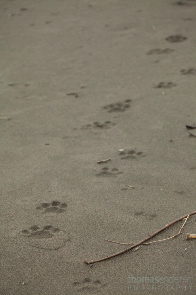 TEPhoto-Nature Landings-Jan 2013-Jaguars in Costa Rica-2