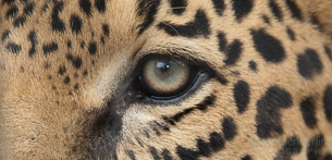 Paw Prints – Jaguars of Costa Rica