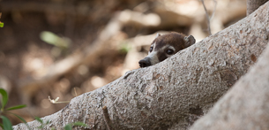 Spotlight on a Species – White-nosed Coati