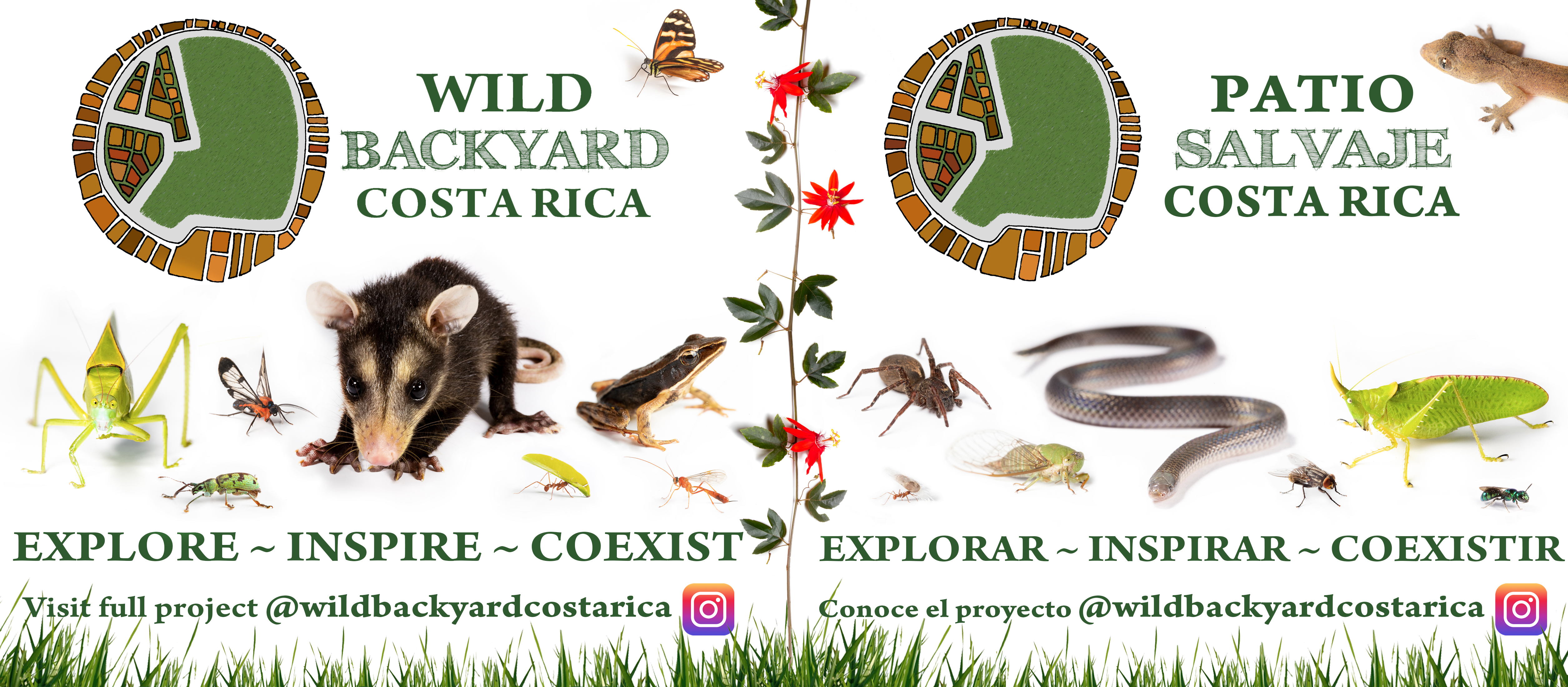 Backyard Wildlife Study During COVID-19